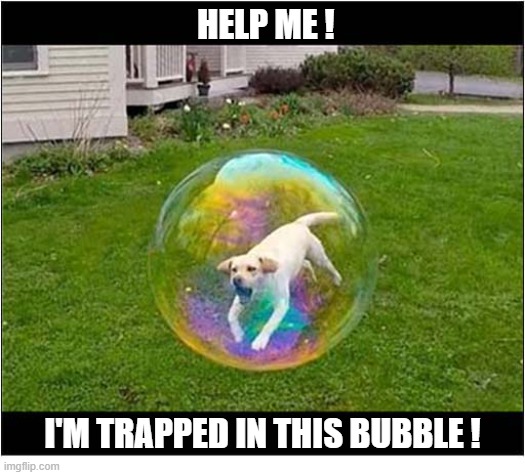 Somebody Save Him ! | HELP ME ! I'M TRAPPED IN THIS BUBBLE ! | image tagged in dogs,trapped,bubble | made w/ Imgflip meme maker
