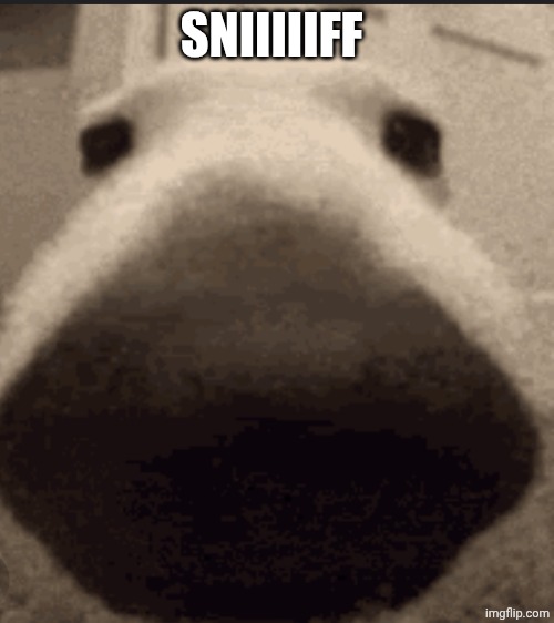 Sniff dog | SNIIIIIFF | image tagged in sniff dog | made w/ Imgflip meme maker