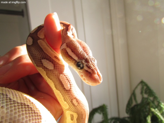 sunshine snek | image tagged in sunshine snek | made w/ Imgflip meme maker