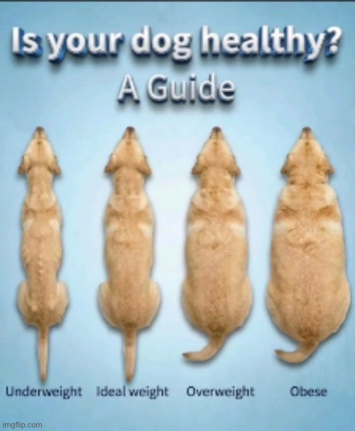 image tagged in msmg,dogs,pets,internet guide | made w/ Imgflip meme maker