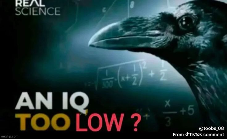 an iq too low? | image tagged in an iq too low | made w/ Imgflip meme maker