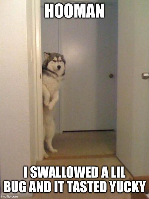 shy husky | HOOMAN; I SWALLOWED A LIL BUG AND IT TASTED YUCKY | image tagged in shy husky | made w/ Imgflip meme maker