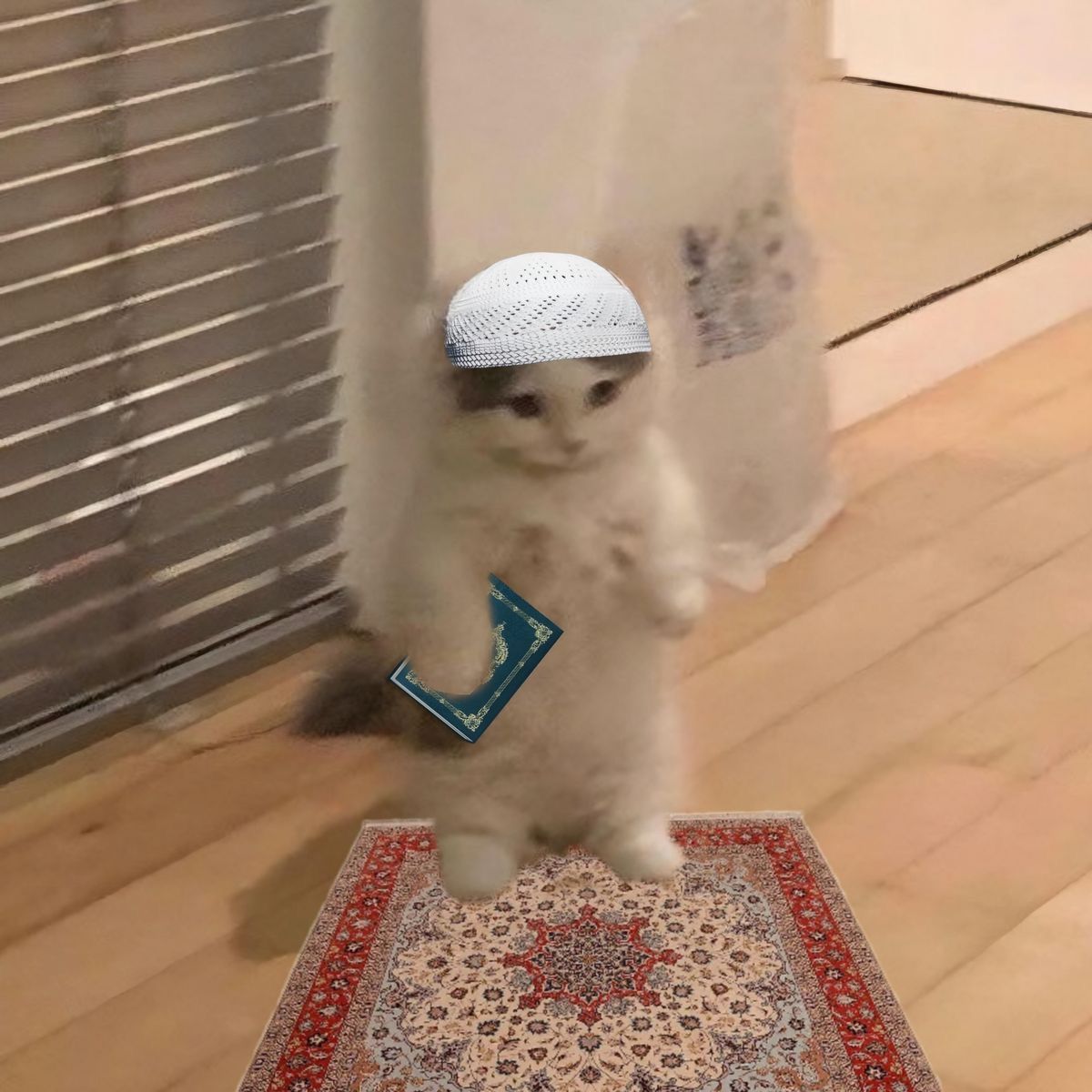 Muslim cat Blank Meme Template