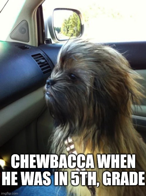 Chewbacca When He Was In 5th, Grade | CHEWBACCA WHEN HE WAS IN 5TH, GRADE | image tagged in chrisjoines1 | made w/ Imgflip meme maker