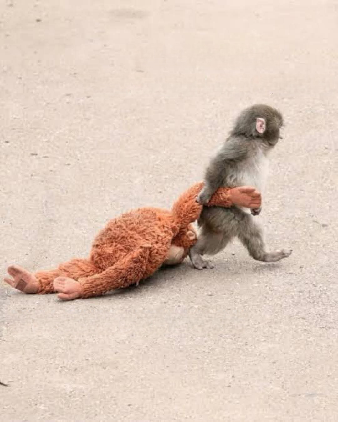 Punch monkey Blank Meme Template