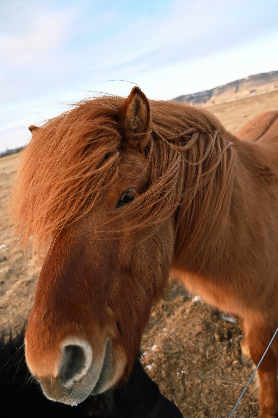 Horse Blank Meme Template