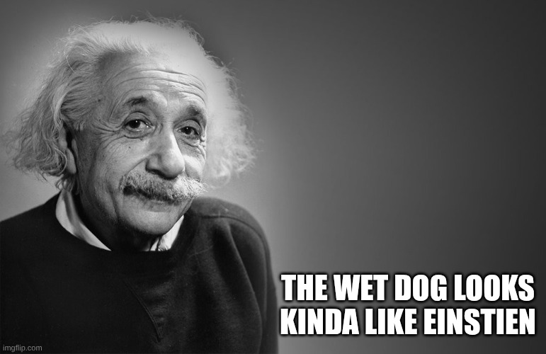 albert einstein quotes | THE WET DOG LOOKS KINDA LIKE EINSTIEN | image tagged in albert einstein quotes | made w/ Imgflip meme maker