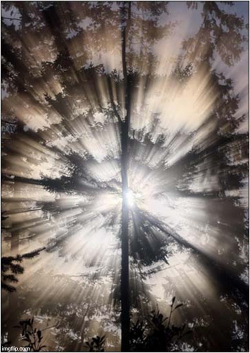 Let There Be Light ! | image tagged in tree,sunlight | made w/ Imgflip meme maker