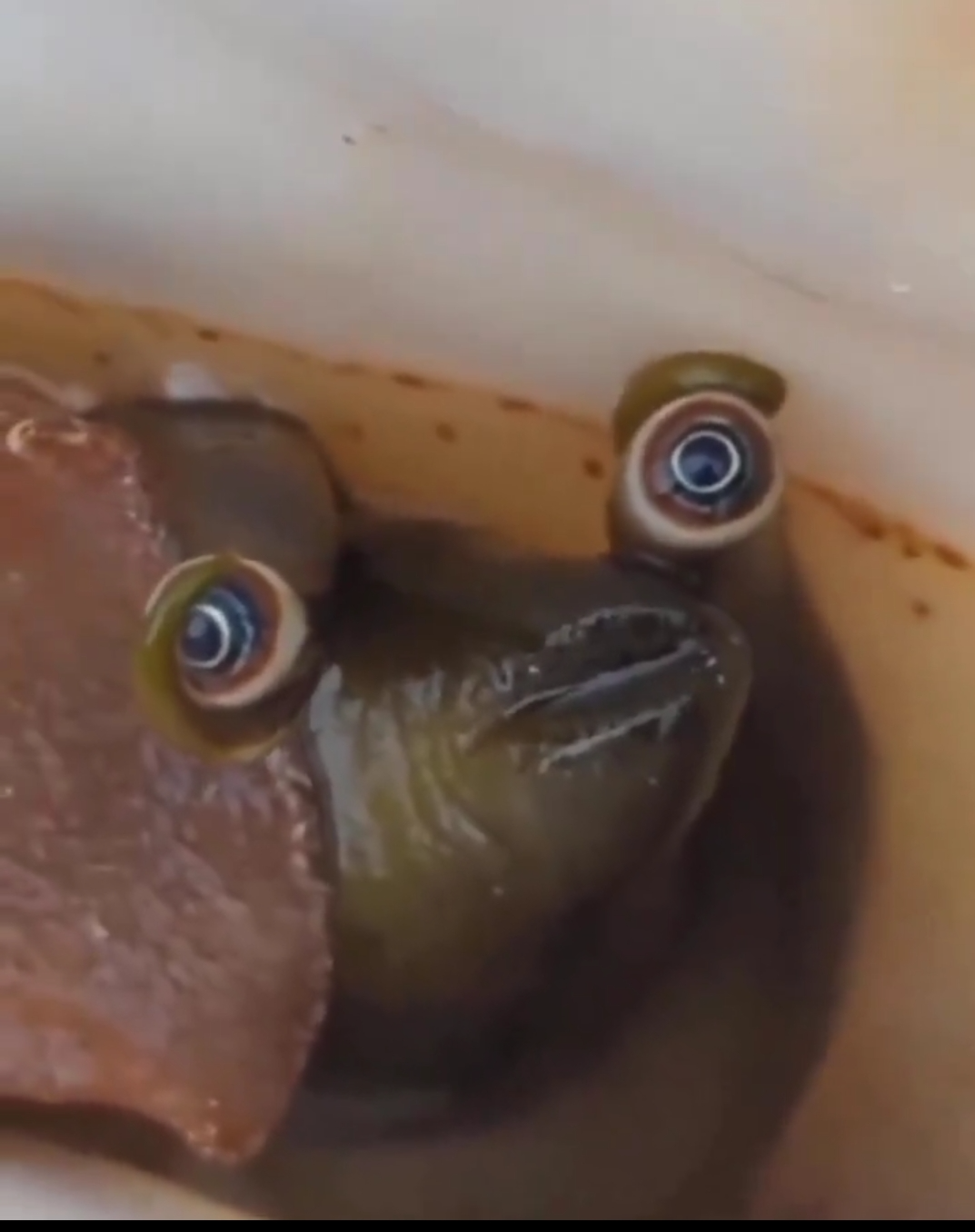 Conch of Concern Blank Meme Template