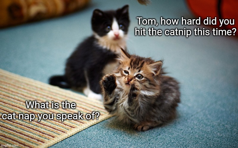 Cat nap/nip | Tom, how hard did you hit the catnip this time? What is the cat nap you speak of? | image tagged in cat ancient aliens,funny memes,high,don't do drugs | made w/ Imgflip meme maker