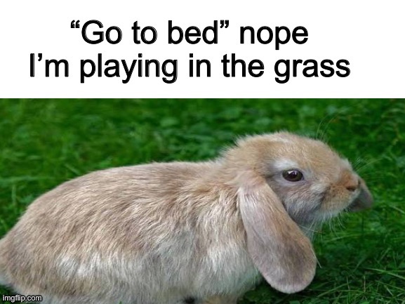 Nope I’m playing in the grass | image tagged in animal,memes,funny | made w/ Imgflip meme maker