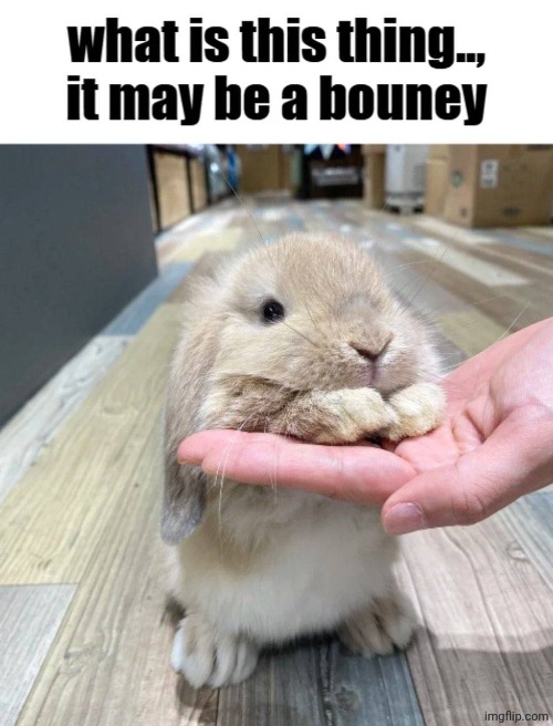 Bouney :3 | image tagged in bouney 3 | made w/ Imgflip meme maker