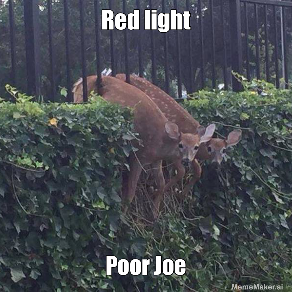 Raven8u Blank Meme Template