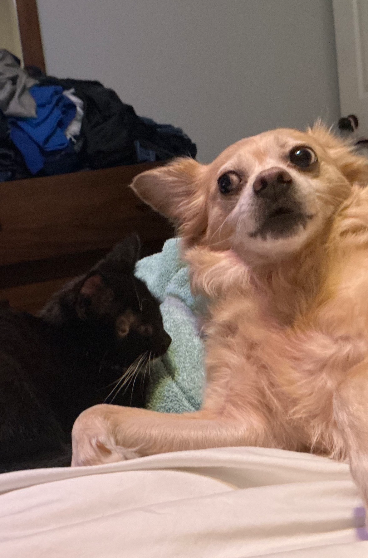 Gossip Blank Meme Template