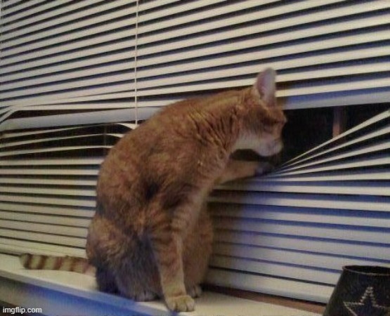 Cat Looking Through Blinds | image tagged in cat looking through blinds | made w/ Imgflip meme maker