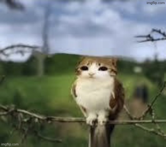 top ten hybrid animals that actually exist | image tagged in a meowl | made w/ Imgflip meme maker