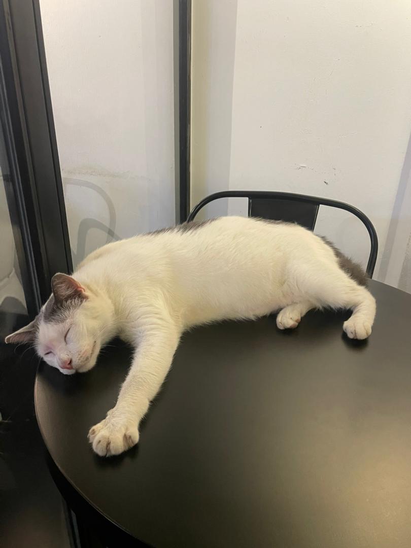 Sleeping cat Blank Meme Template