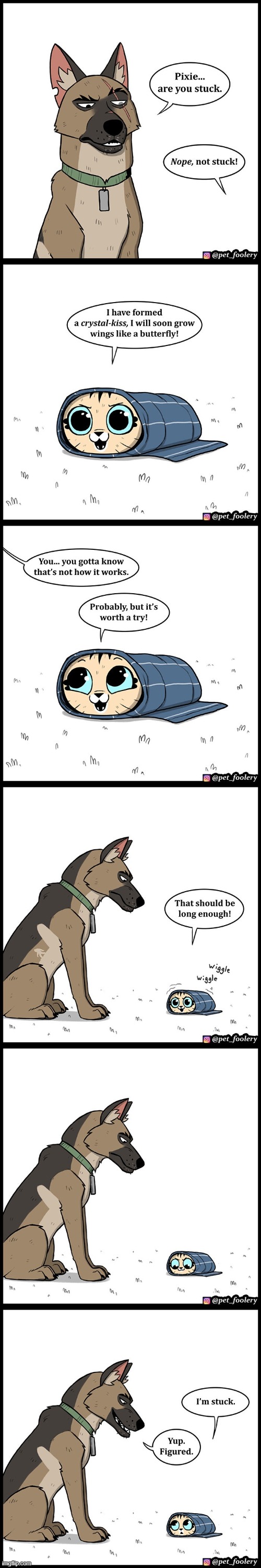 image tagged in dog,cat,cloth,butterfly,chrysalis,stuck | made w/ Imgflip meme maker