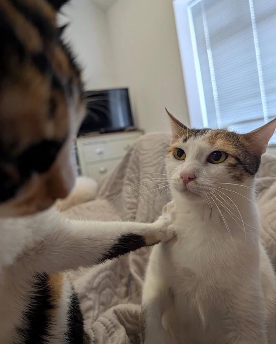 Let him cook Blank Meme Template