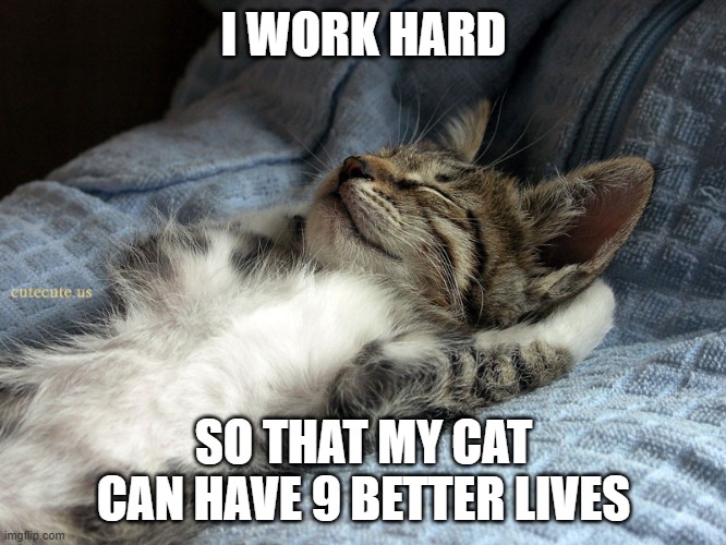 i work hard | I WORK HARD; SO THAT MY CAT CAN HAVE 9 BETTER LIVES | image tagged in sleeping cat,working | made w/ Imgflip meme maker