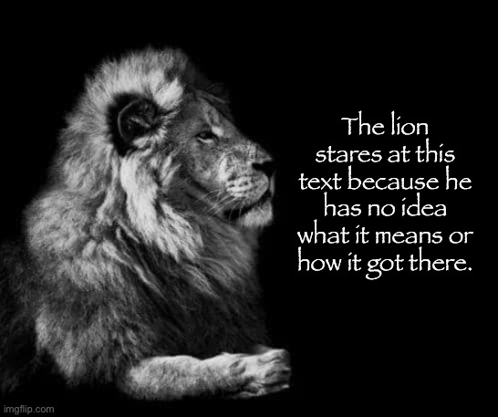 the lion.. | The lion stares at this text because he has no idea what it means or how it got there. | image tagged in the lion | made w/ Imgflip meme maker