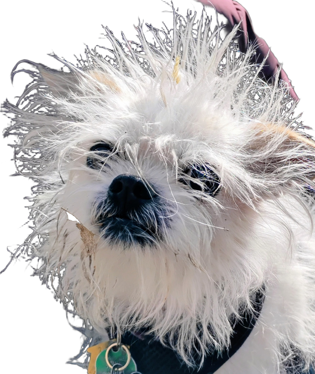 Dog bed head Blank Meme Template