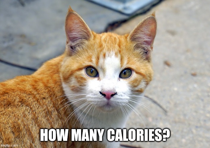 what is wrong with me? | HOW MANY CALORIES? | image tagged in colby jack cat | made w/ Imgflip meme maker