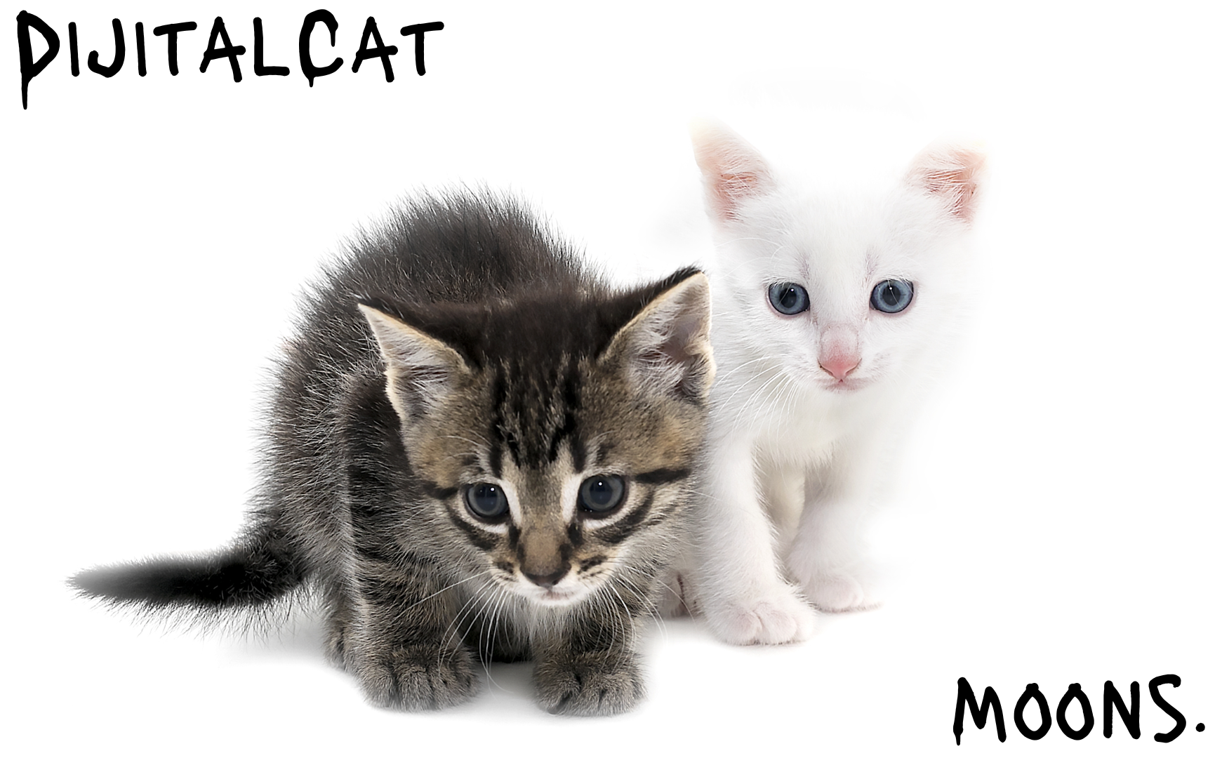 moons and dijitalcat kitty temp Blank Meme Template