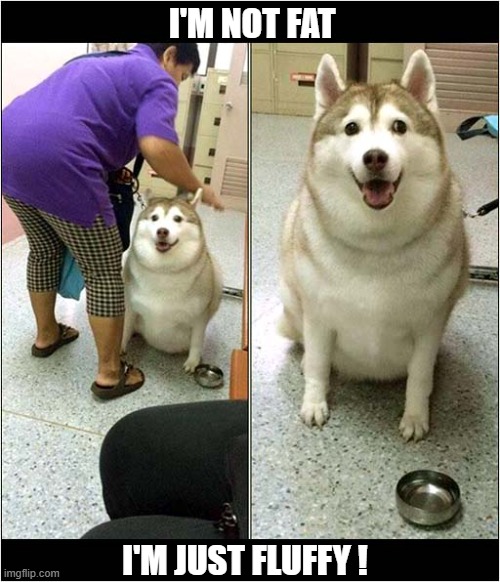 A Husky In Denial ! | I'M NOT FAT; I'M JUST FLUFFY ! | image tagged in dogts,husky,fat,fluffy | made w/ Imgflip meme maker