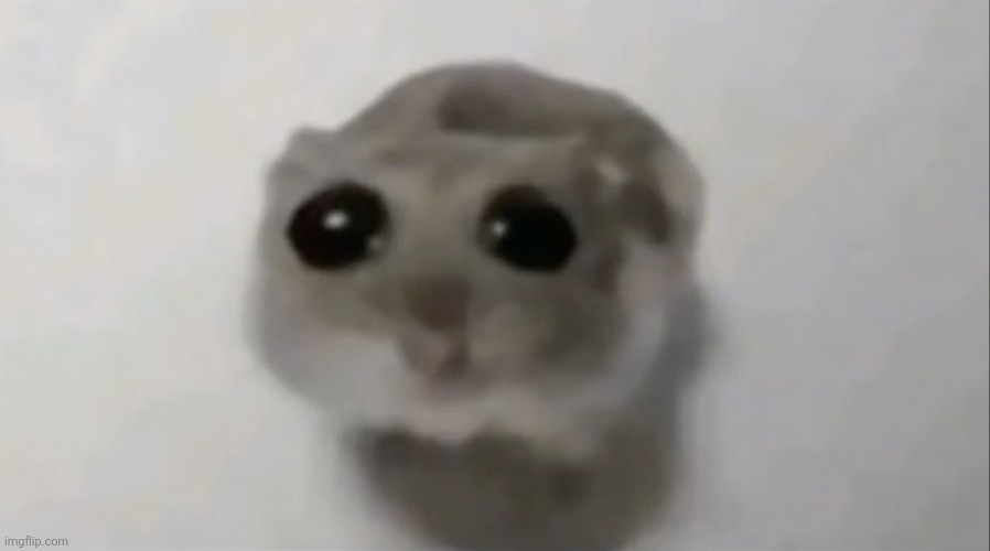 Sad hamster | image tagged in sad hamster | made w/ Imgflip meme maker