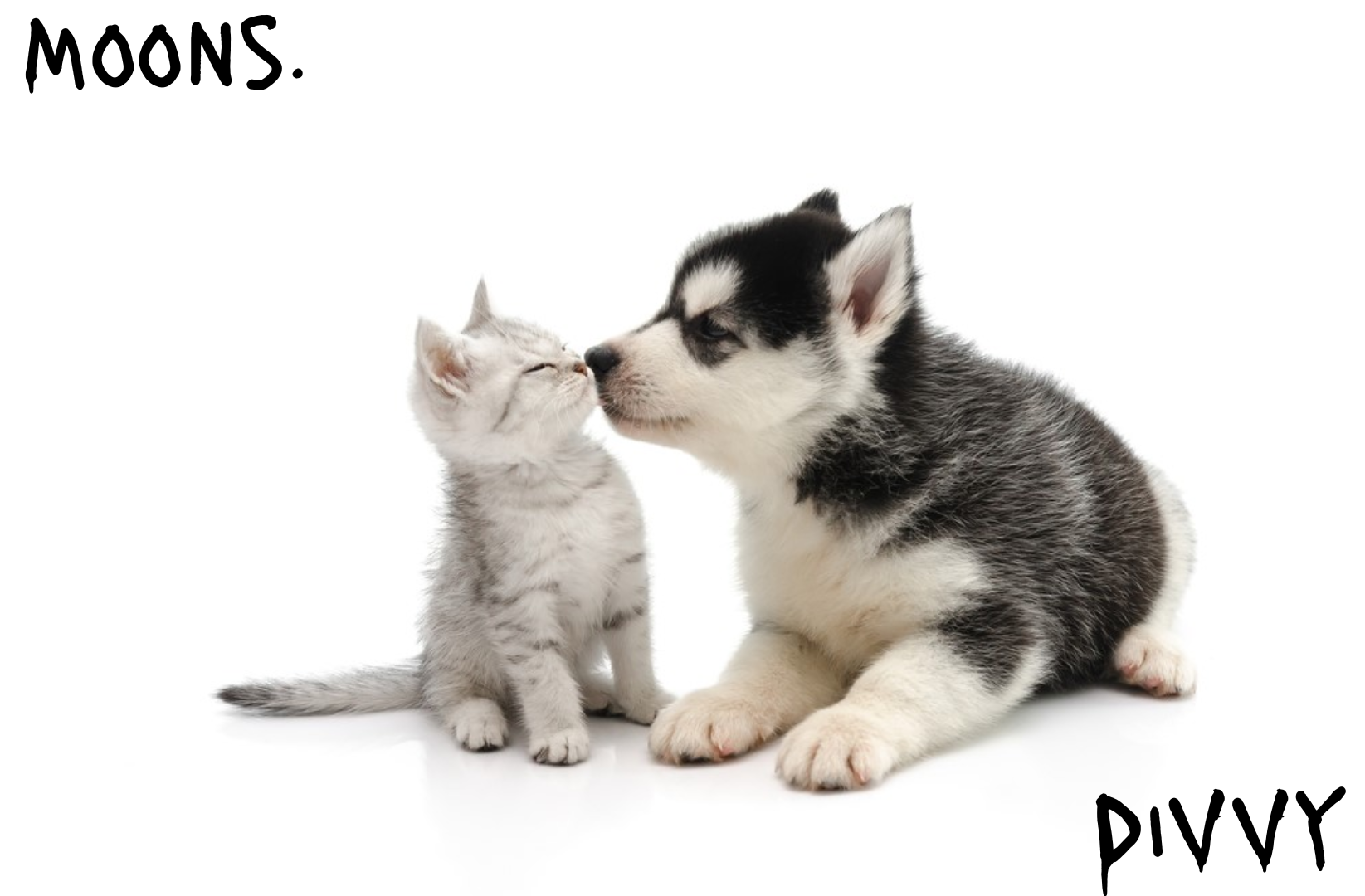 moons n d1vvy - husky n kitty temp Blank Meme Template