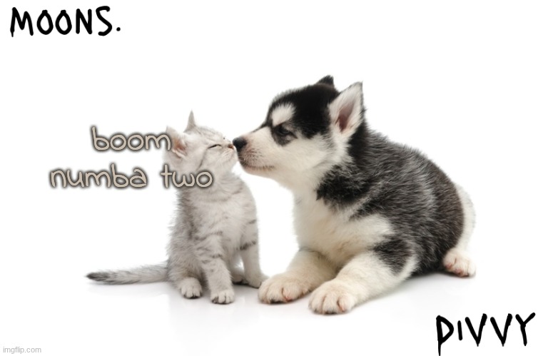 moons n d1vvy - husky n kitty temp | boom numba two | image tagged in moons n d1vvy - husky n kitty temp | made w/ Imgflip meme maker