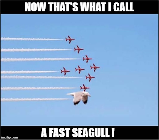 Impressive ! | NOW THAT'S WHAT I CALL; A FAST SEAGULL ! | image tagged in impressive,seagull | made w/ Imgflip meme maker