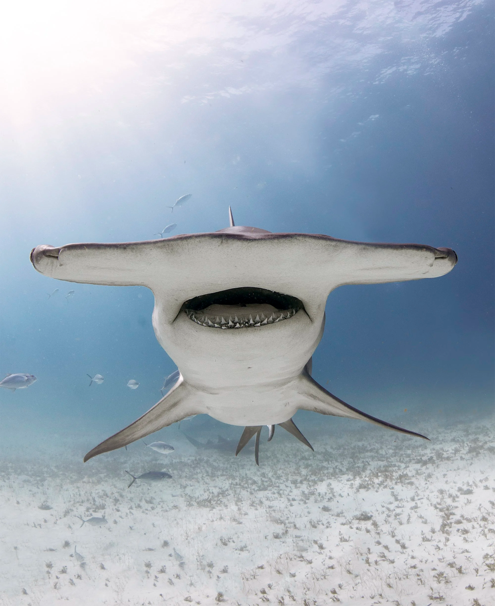 Hammerhead Shark Face Blank Meme Template