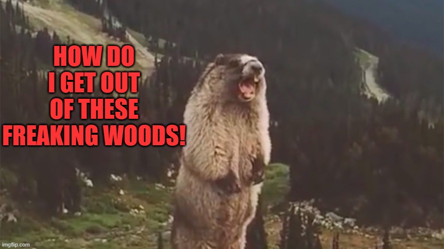 Screaming Marmot | HOW DO I GET OUT OF THESE FREAKING WOODS! | image tagged in screaming marmot | made w/ Imgflip meme maker