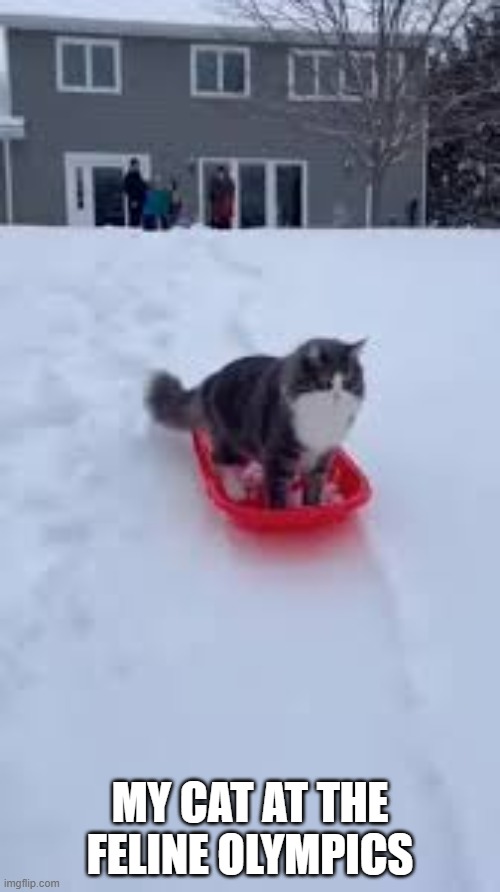 Cat sledding competition at the Feline Olympics.   --  cute  -- | MY CAT AT THE FELINE OLYMPICS | image tagged in cat,kittens,funny,cute,sledding,olympics | made w/ Imgflip meme maker