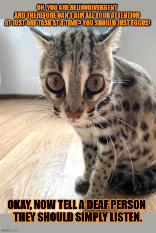 This #lolcat wonders if hoo-mens can change how their brains work at will | OH, YOU ARE NEURODIVERGENT 
AND THEREFORE CAN'T AIM ALL YOUR ATTENTION 
AT JUST ONE TASK AT A TIME? YOU SHOULD JUST FOCUS! OKAY, NOW TELL A DEAF PERSON 
THEY SHOULD SIMPLY LISTEN. | image tagged in brain,adhd,autism,neurodivergent,lolcat,stupid people | made w/ Imgflip meme maker