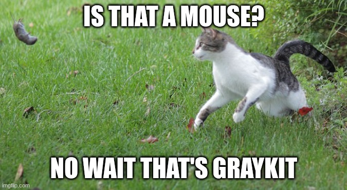 Warrior cat meme | IS THAT A MOUSE? NO WAIT THAT'S GRAYKIT | image tagged in warrior cat meme | made w/ Imgflip meme maker