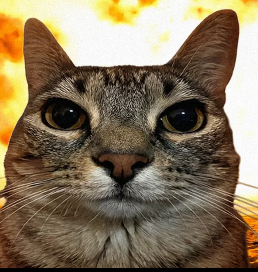 Explosion cat Blank Meme Template