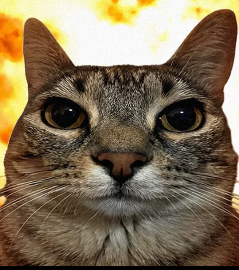 Boom cat Blank Meme Template