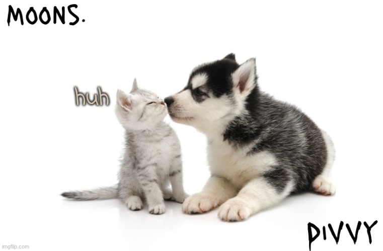 moons n d1vvy - husky n kitty temp | huh | image tagged in moons n d1vvy - husky n kitty temp | made w/ Imgflip meme maker