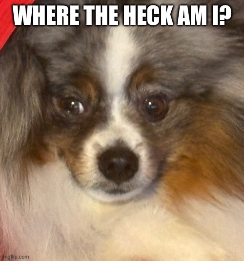 Pom | WHERE THE HECK AM I? | image tagged in dogs | made w/ Imgflip meme maker