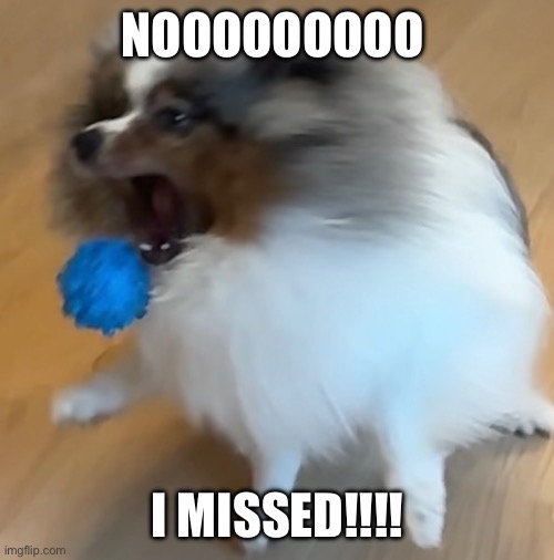 Pom | NOOOOOOOOO; I MISSED!!!! | made w/ Imgflip meme maker