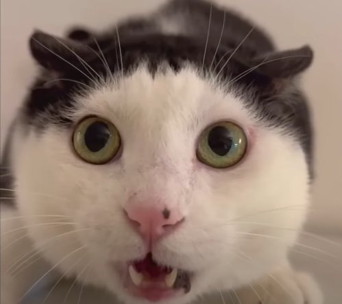 High Quality shocked cat Blank Meme Template