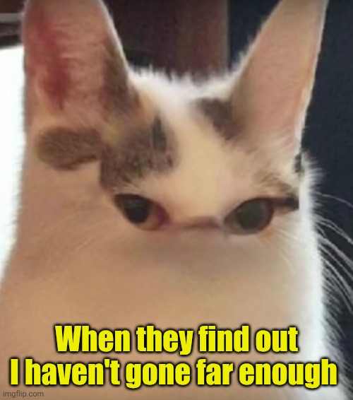 When Snapchat with your cat goes too far | When they find out I haven't gone far enough | image tagged in when snapchat with your cat goes too far | made w/ Imgflip meme maker