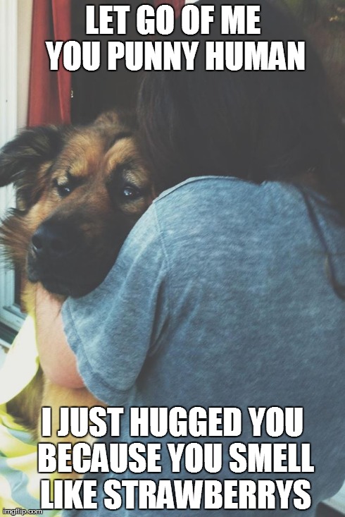 you smell like strawberrys | LET GO OF ME YOU PUNNY HUMAN I JUST HUGGED YOU BECAUSE YOU SMELL LIKE STRAWBERRYS | image tagged in the most interesting dog in the world,human | made w/ Imgflip meme maker
