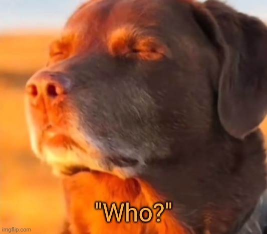 Dog Taking Sun with Closed Eyes | "Who?" | image tagged in dog taking sun with closed eyes | made w/ Imgflip meme maker