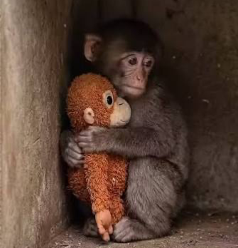 Punch the monkey Blank Meme Template