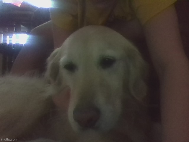 he's zawggin it | made w/ Imgflip meme maker