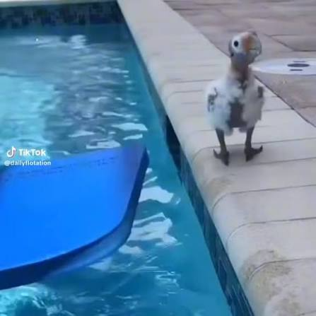 aquaphobic parrot Blank Meme Template